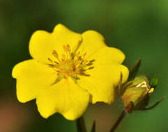 Image of Potentilla nervosa Juz.