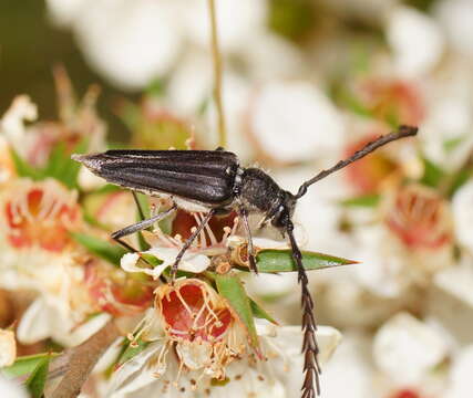 Image of Distichocera macleayi Newman 1851