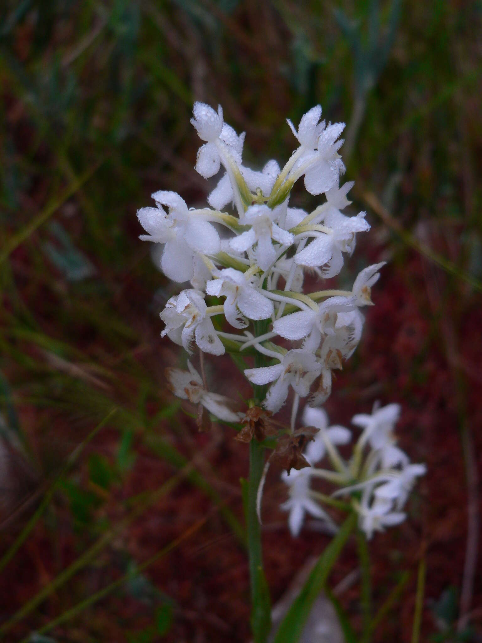 Image de Platanthera blephariglottis (Willd.) Lindl.