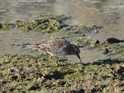 Image of Least Sandpiper