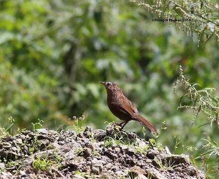 Image of Bhutan Laughingthrush