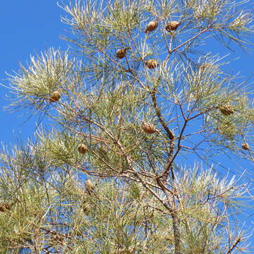 Image of Hakea persiehana F. Müll.