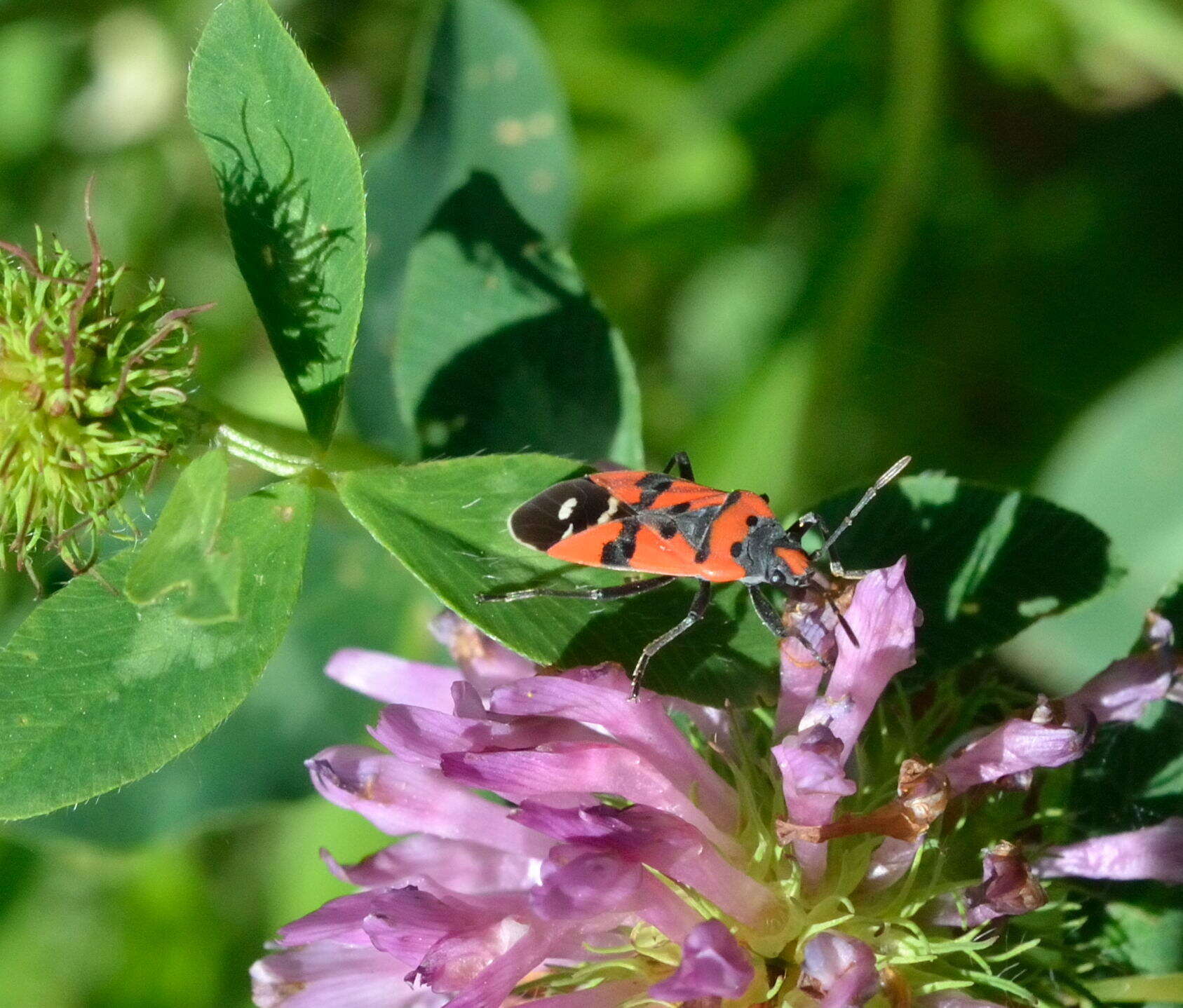 صورة Lygaeus equestris (Linnaeus & C. 1758)