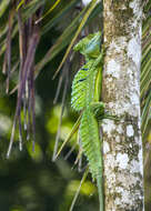 Image of Green Basilisk