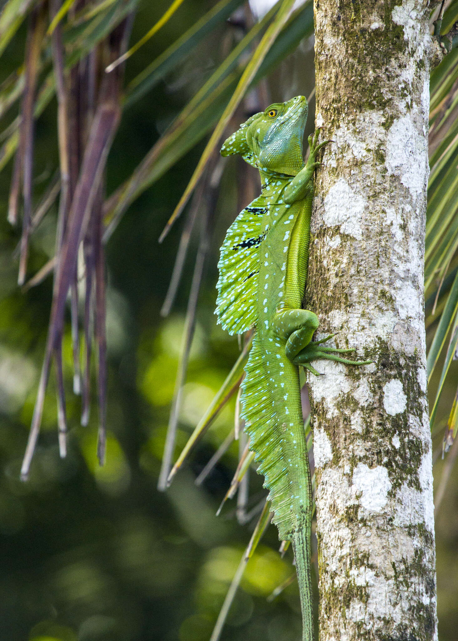 Image of Green Basilisk