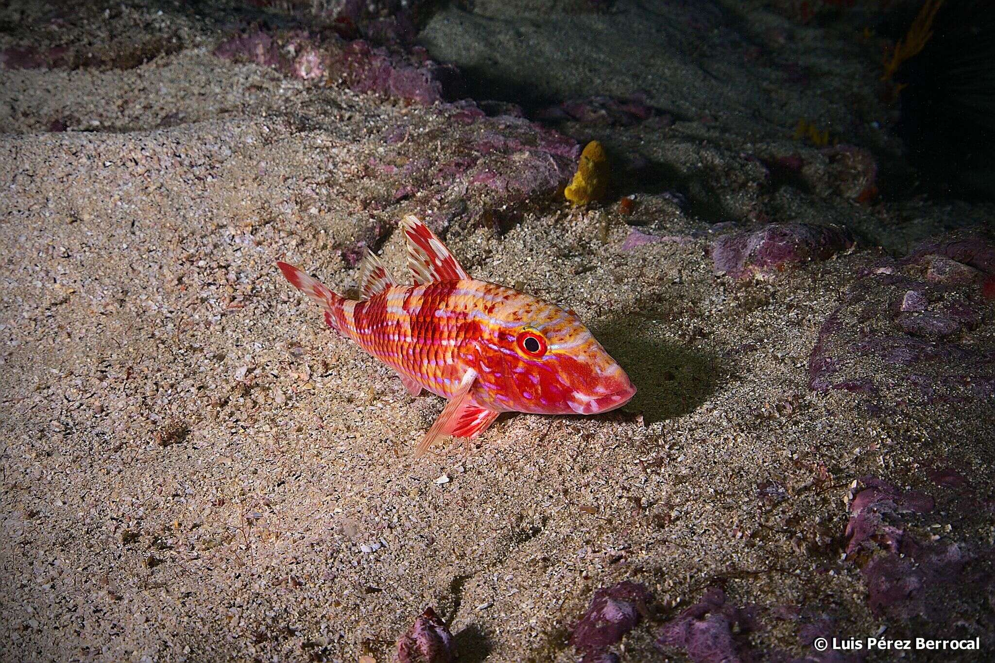 Image of West African Goatfish