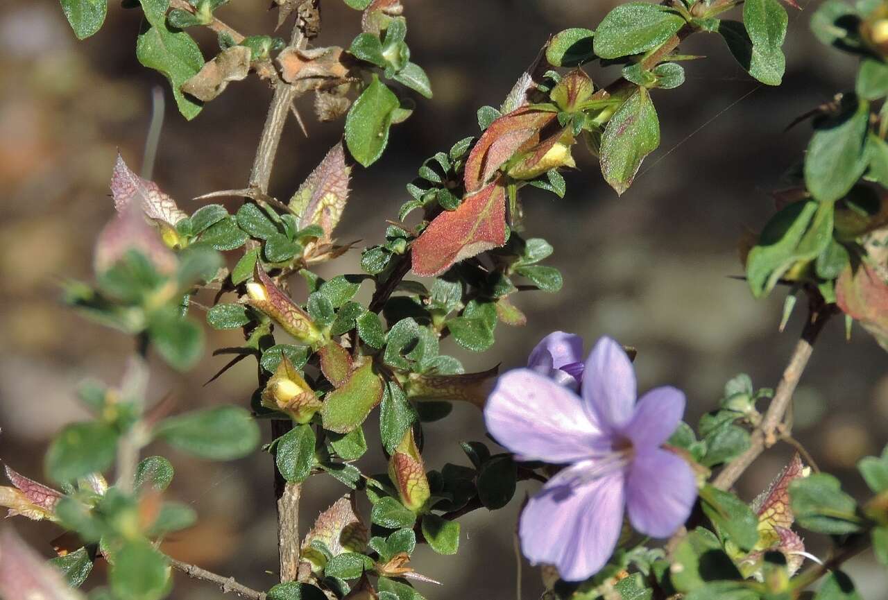 Image of Barleria crassa C. B. Cl.