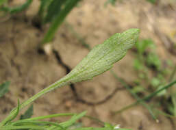 Image of Peronospora violae