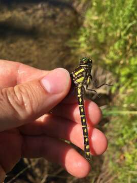 Image of Zebra Clubtail