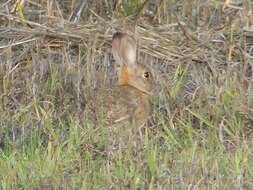 Image of Audubon's Cottontail