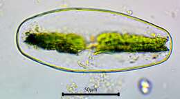 Netrium (Naegeli) Itzigsohn & Rothe 1856的圖片