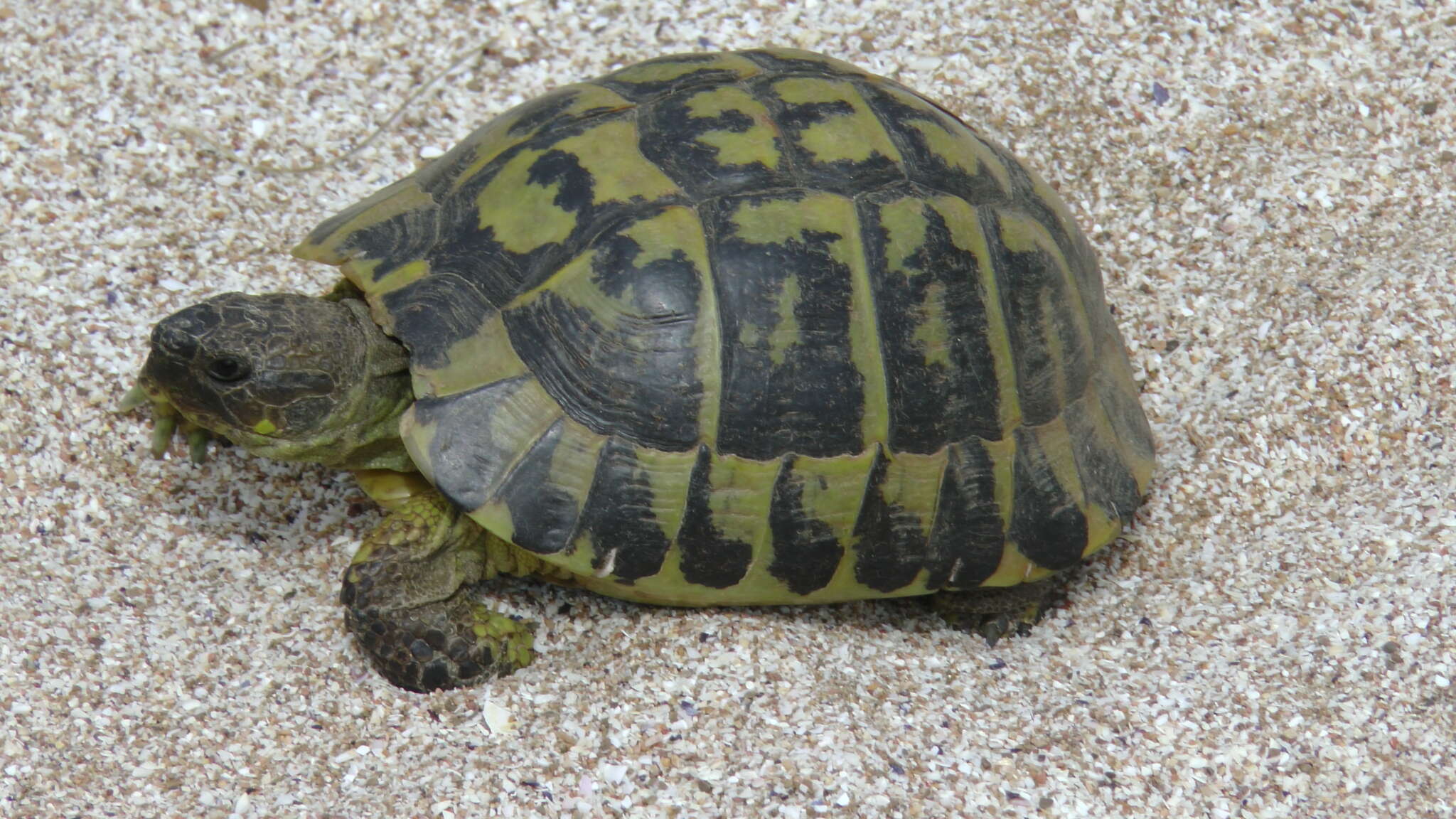 Image of Western Hermann's Tortoise