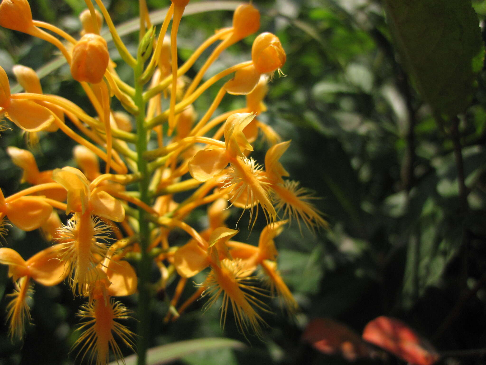 Image of Yellow fringed orchid