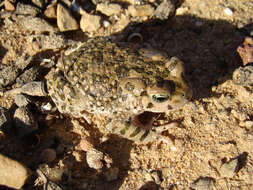 Image of Karoo Toad