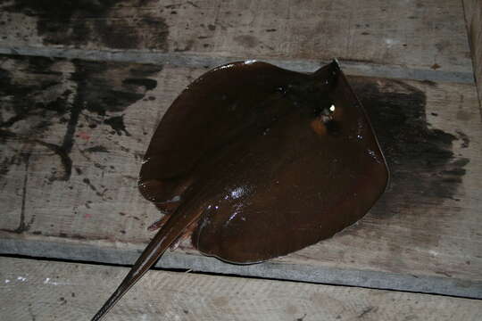 Image of Pearl stingray