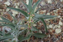 Penstemon acuminatus Dougl.的圖片