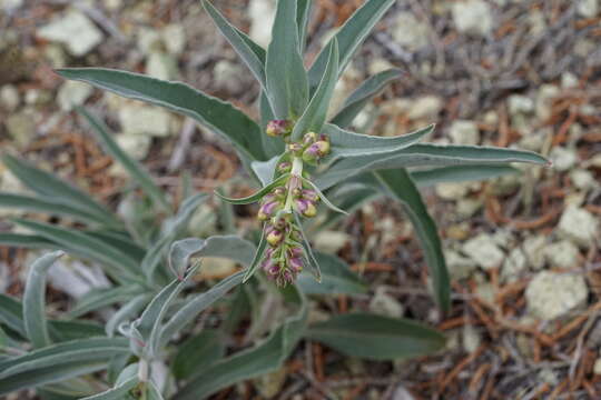 Imagem de Penstemon acuminatus Dougl.