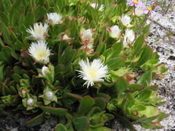 صورة Skiatophytum tripolium (L.) L. Bol.