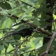 Image of Vieillot's Weaver