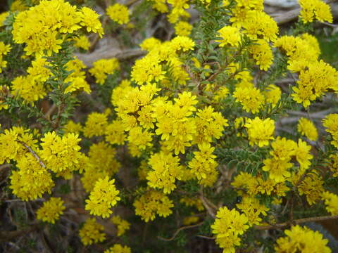 Image of Oedera genistifolia (L.) A. A. Anderberg & K. Bremer