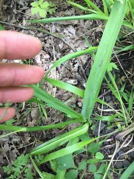 Image of large camas