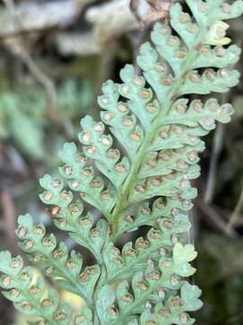 Image of Davallia tyermannii (T. Moore) Hook. & Bak.