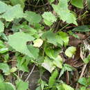 Imagem de Thalictrum acutifolium (Hand.-Mazz.) B. Boivin