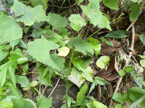 Image of Thalictrum acutifolium (Hand.-Mazz.) B. Boivin