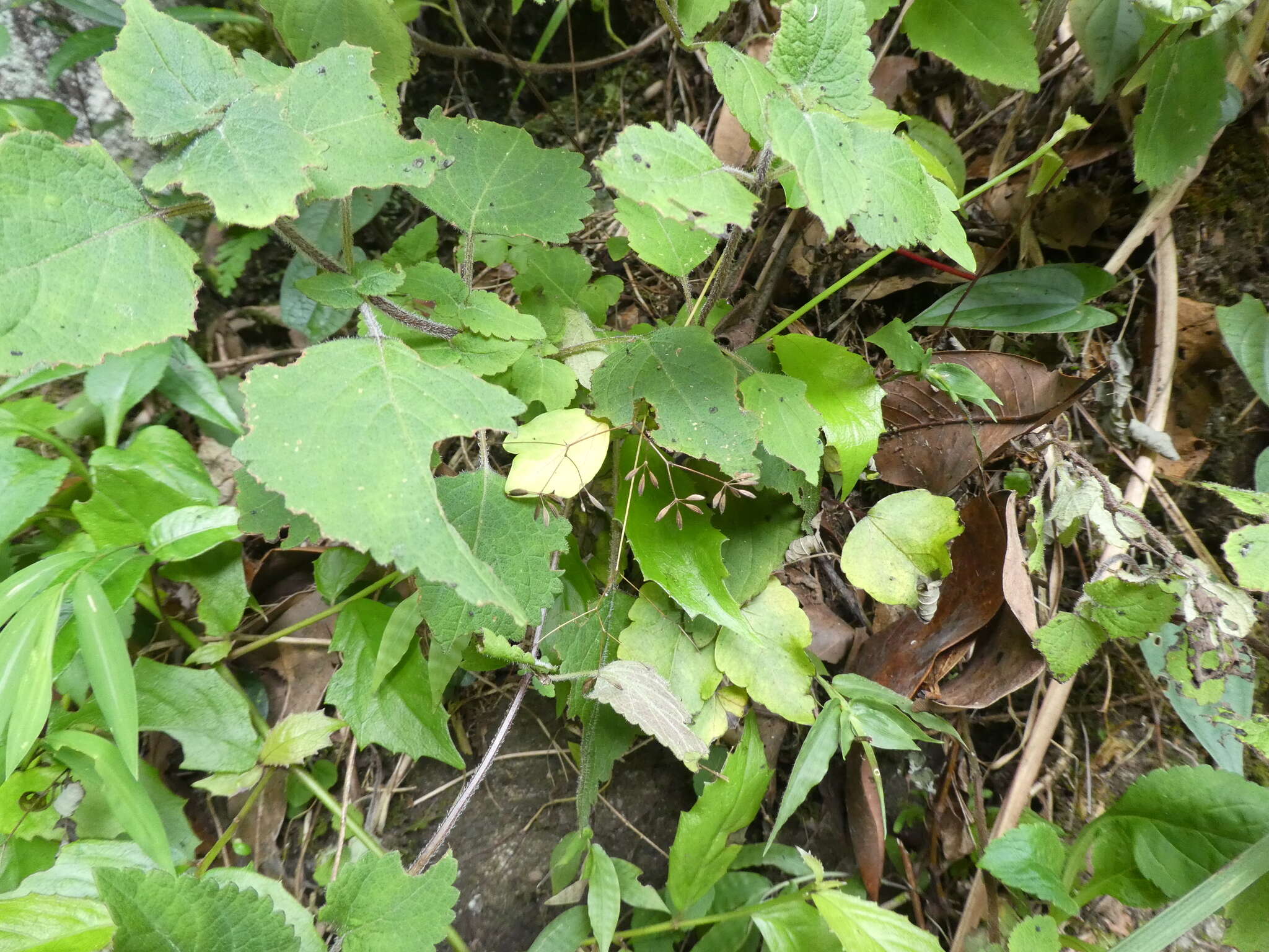 Imagem de Thalictrum acutifolium (Hand.-Mazz.) B. Boivin