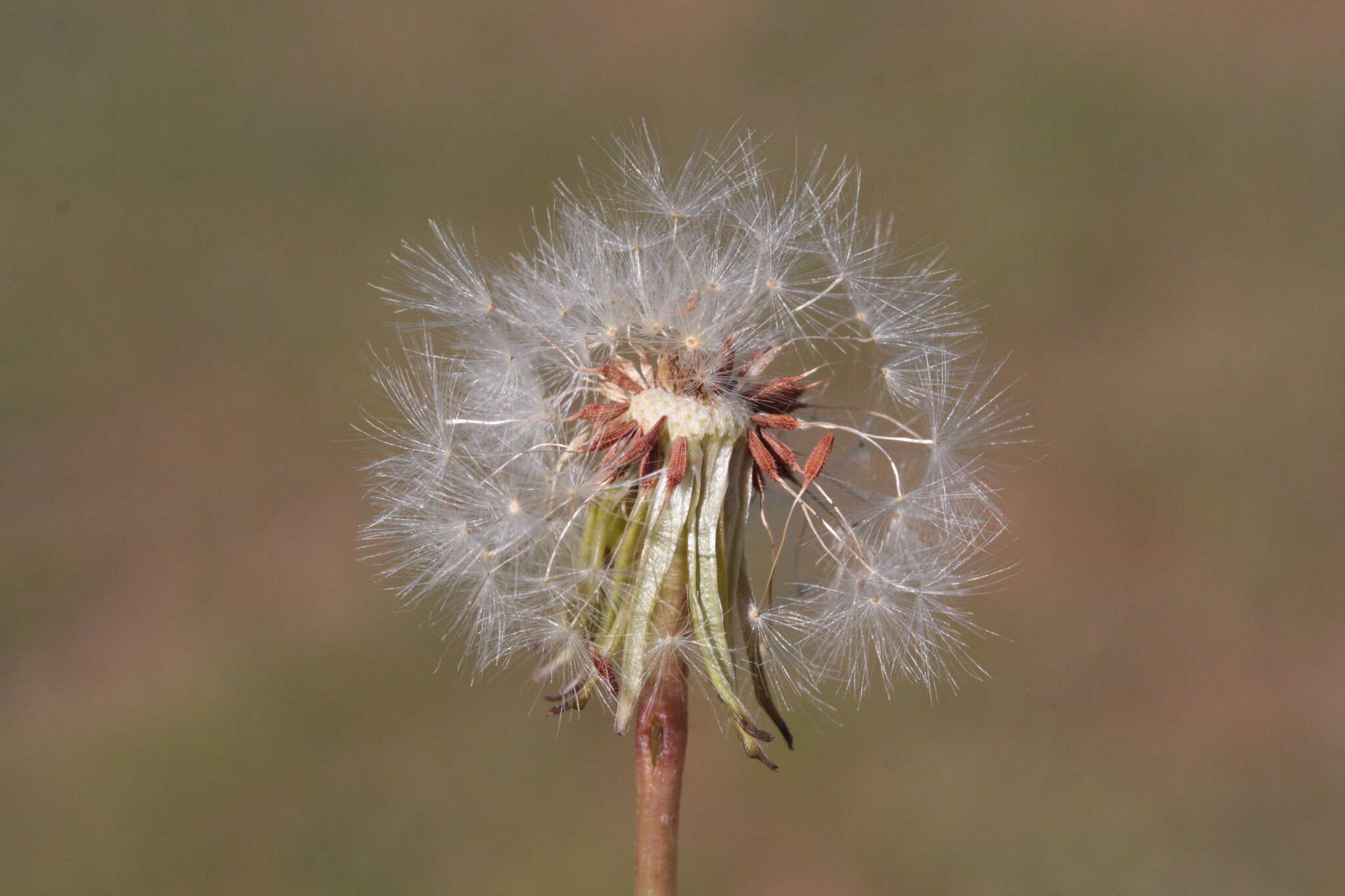 Image of Rock dandelion