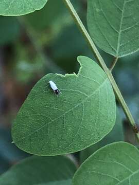 Leucoptera robiniella Braun 1925 resmi