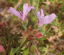 Image of oakleaf geranium