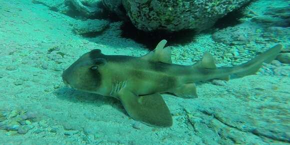 Image of Crested Bullhead Shark