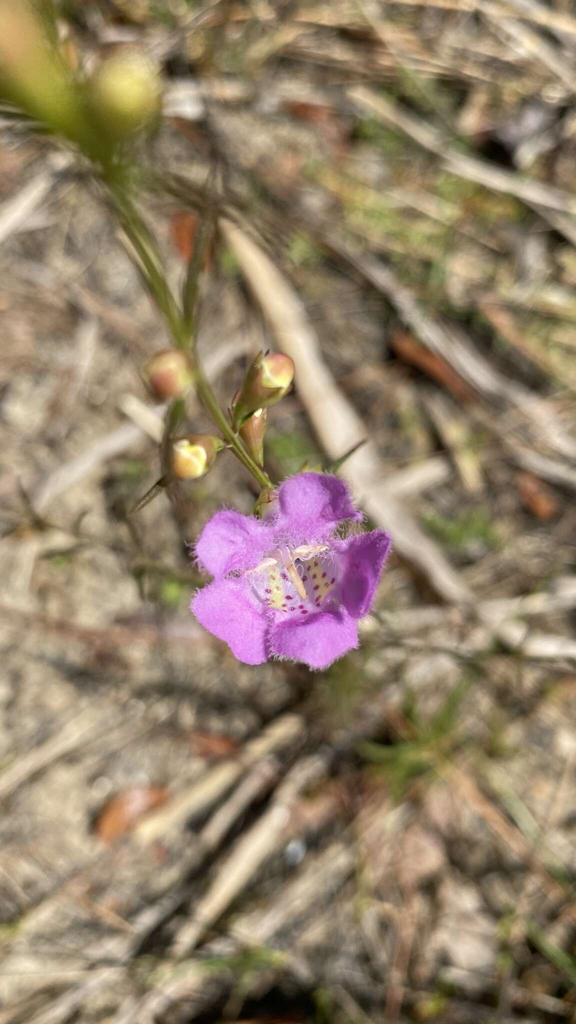 Image of coastal plain false foxglove