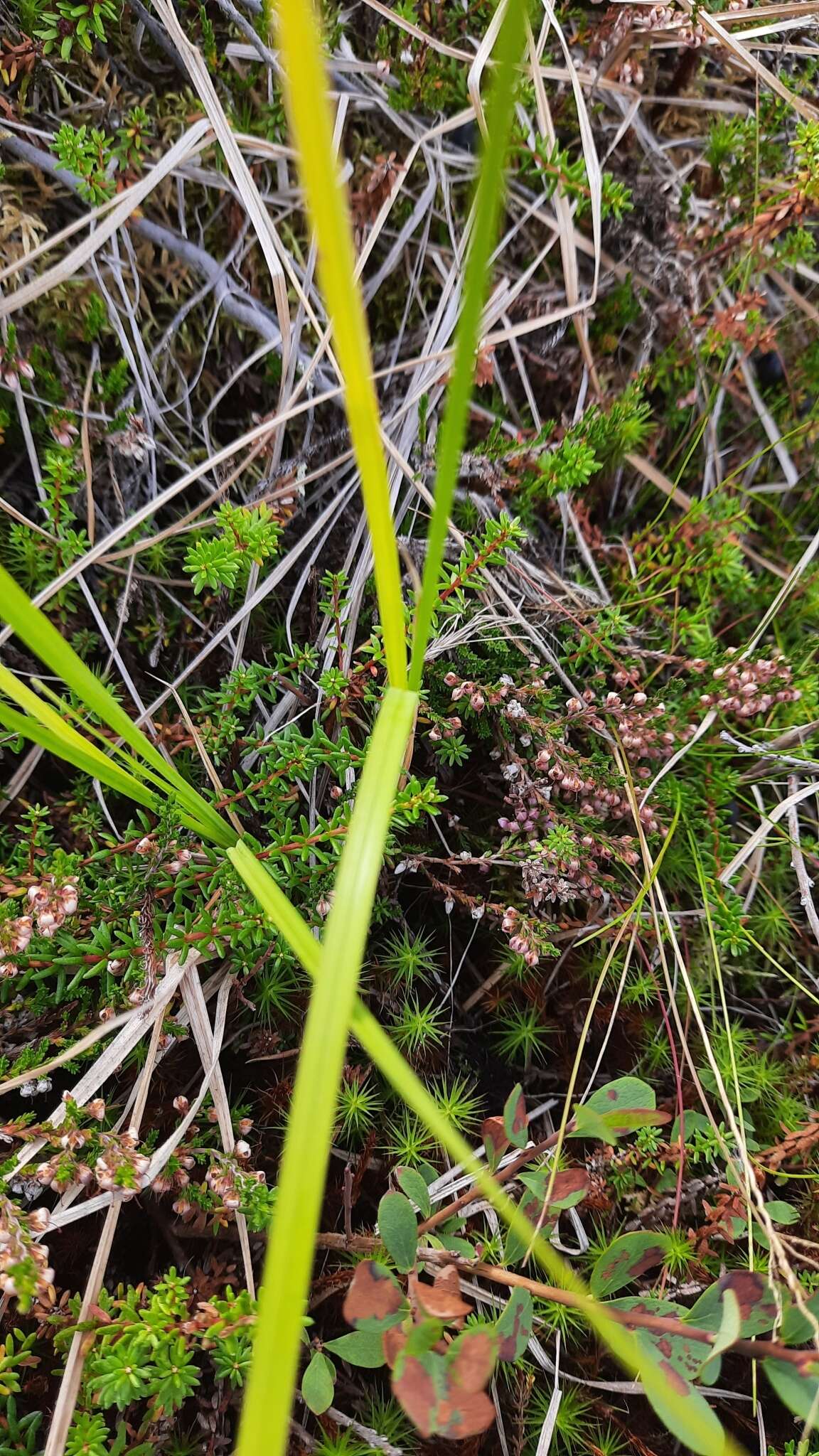 Image of Circumpolar Sedge