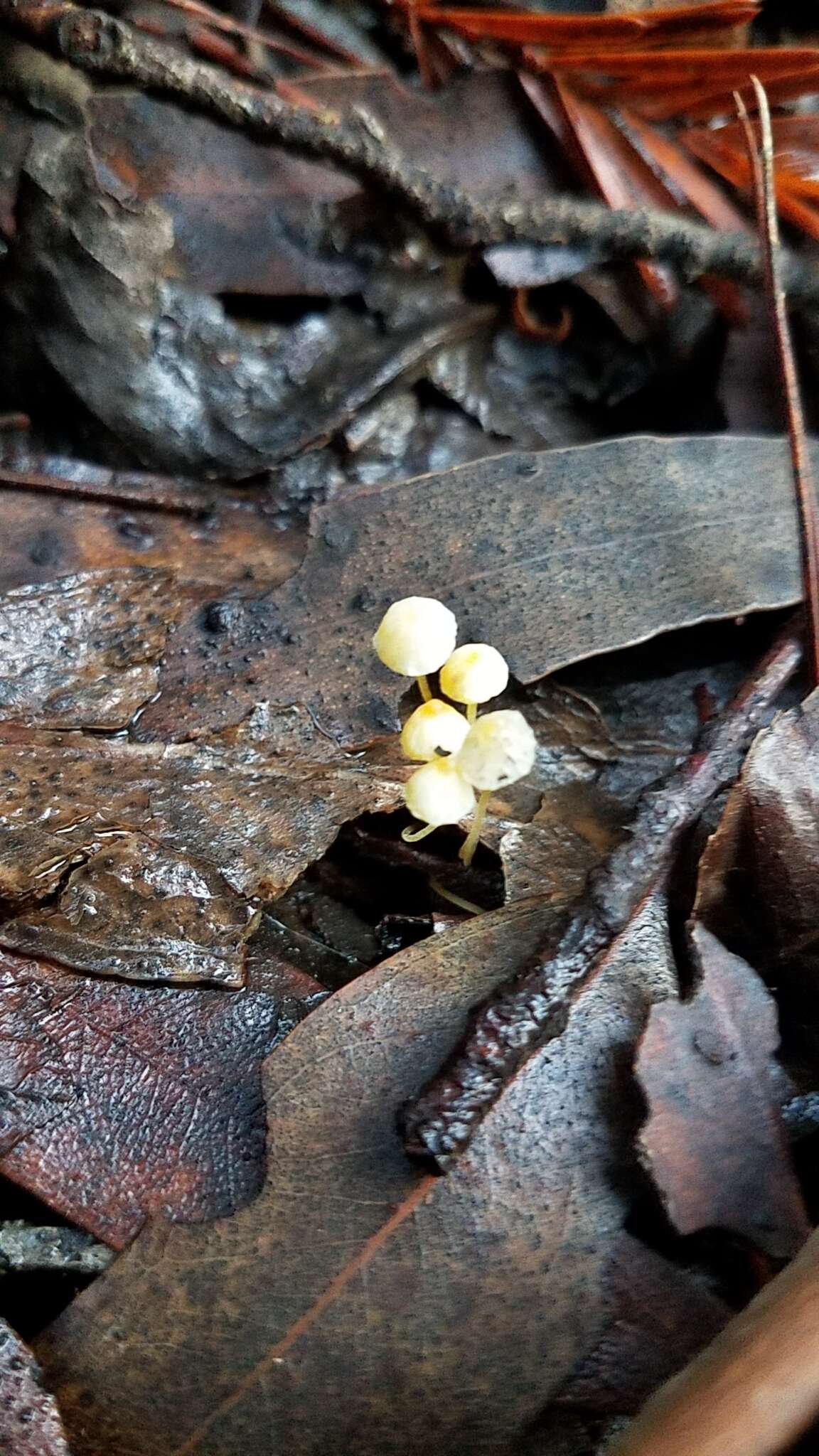 Image of Mycena oregonensis A. H. Sm. 1936