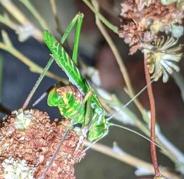 Image of Gemmate Bush Katydid