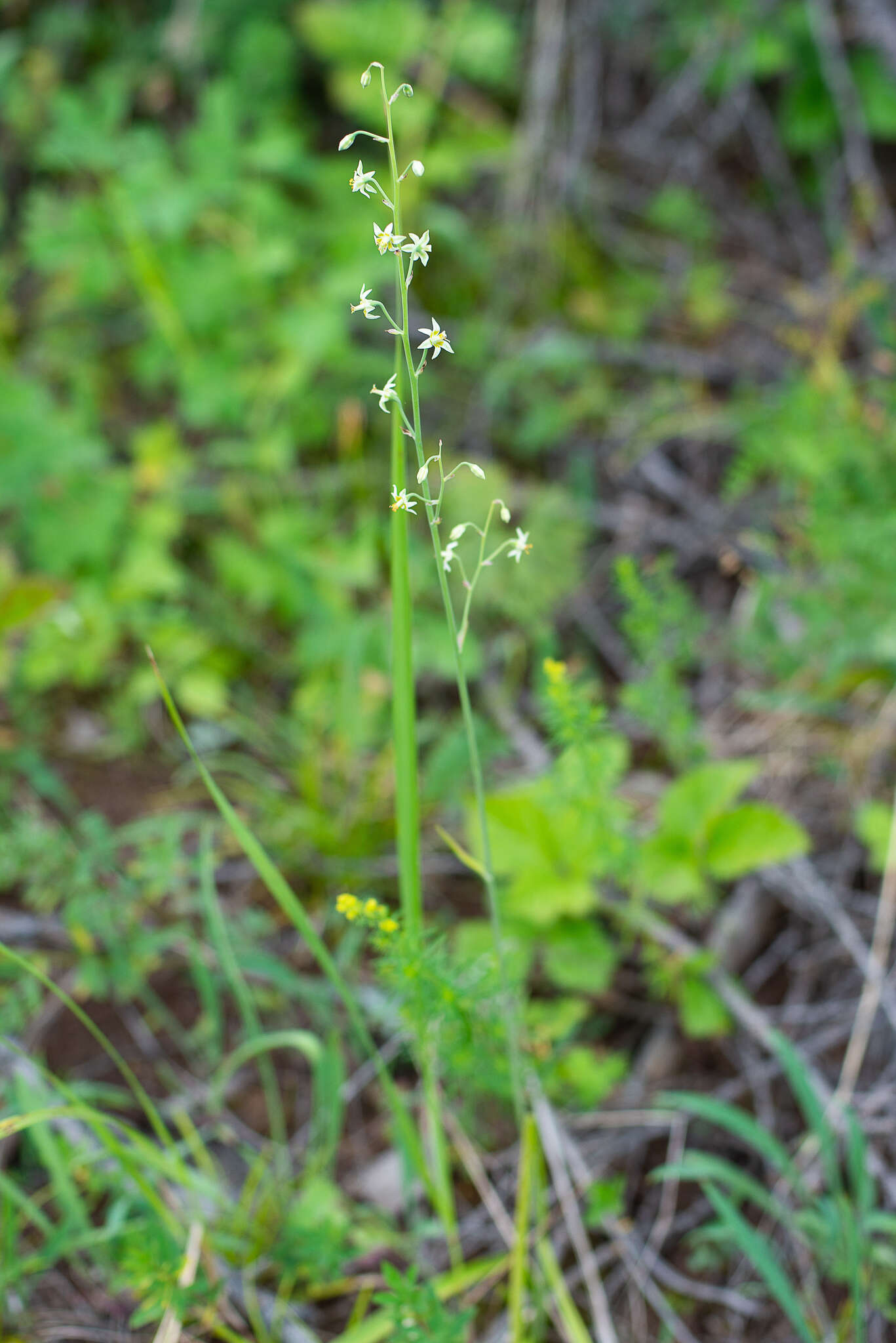 صورة Anticlea sibirica (L.) Kunth