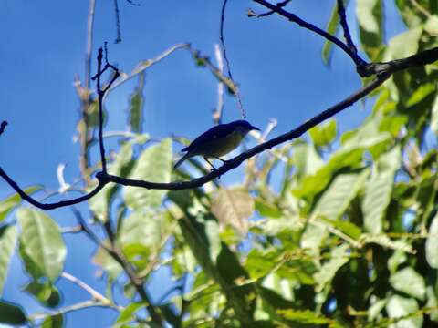 صورة Coereba flaveola mexicana (Sclater & PL 1857)