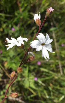 Image of San Francisco woodland-star