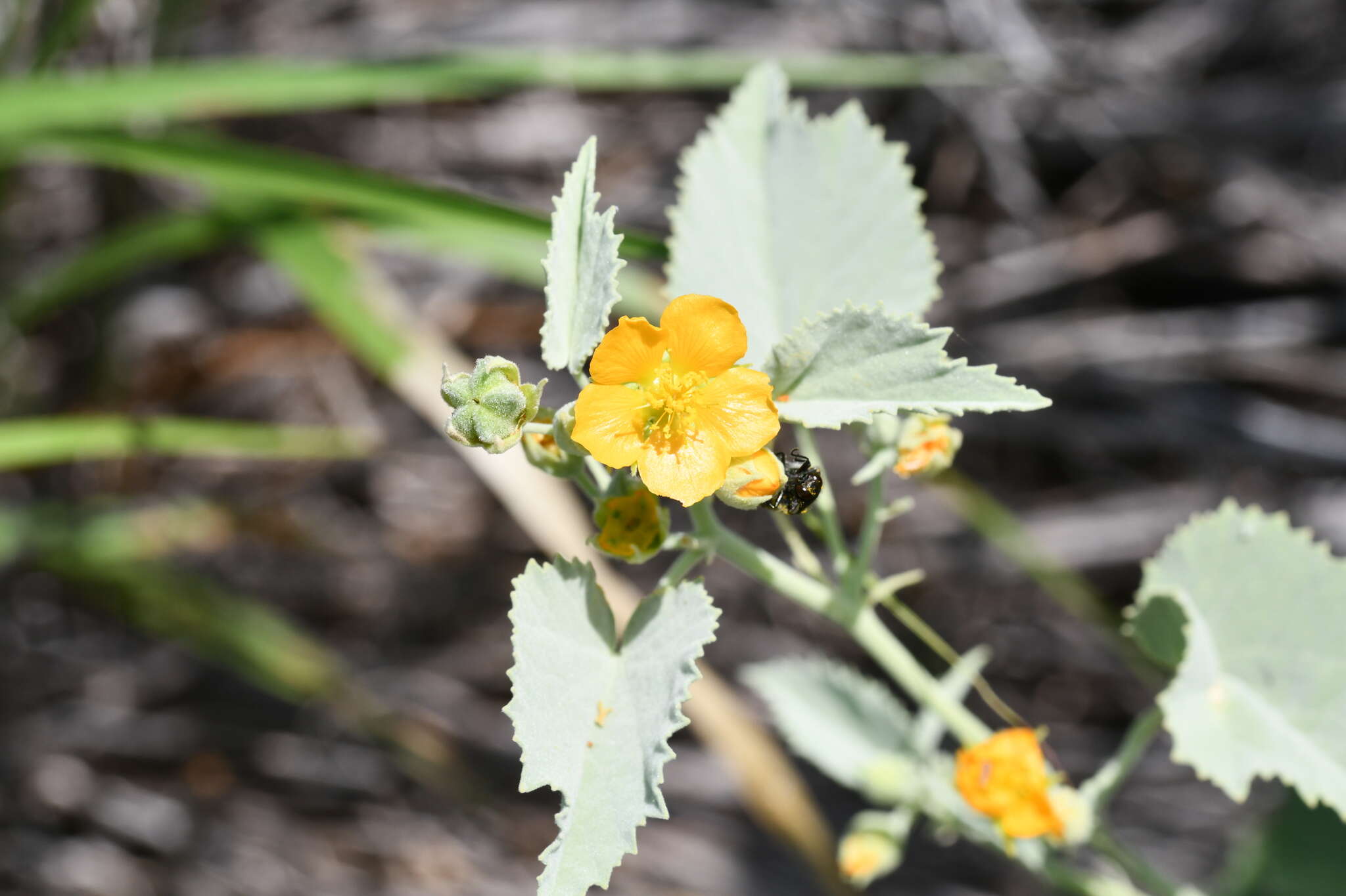 Image of yellow Indian mallow