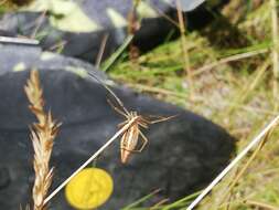 Image of Argiope protensa L. Koch 1872