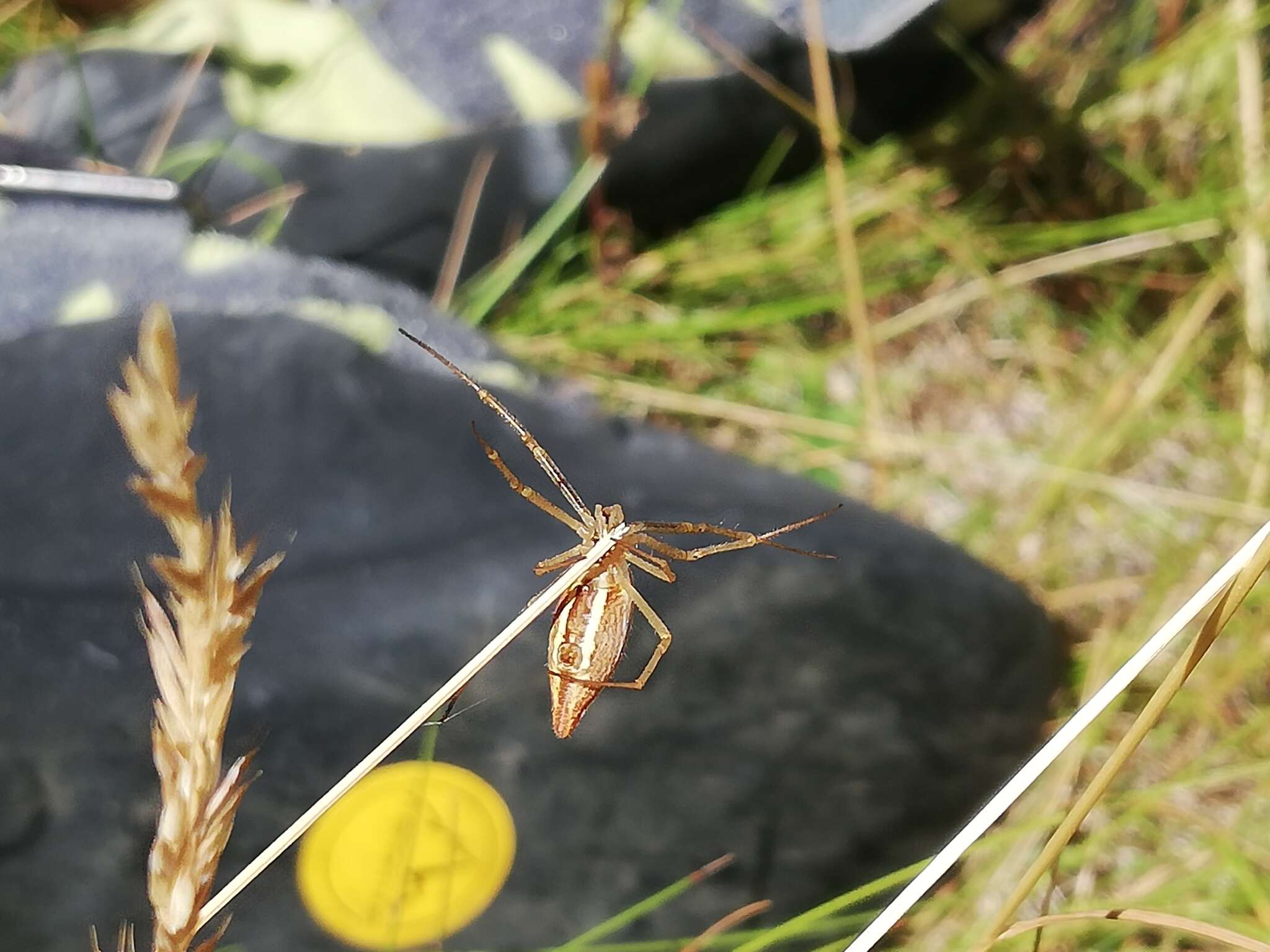 Image of Argiope protensa L. Koch 1872