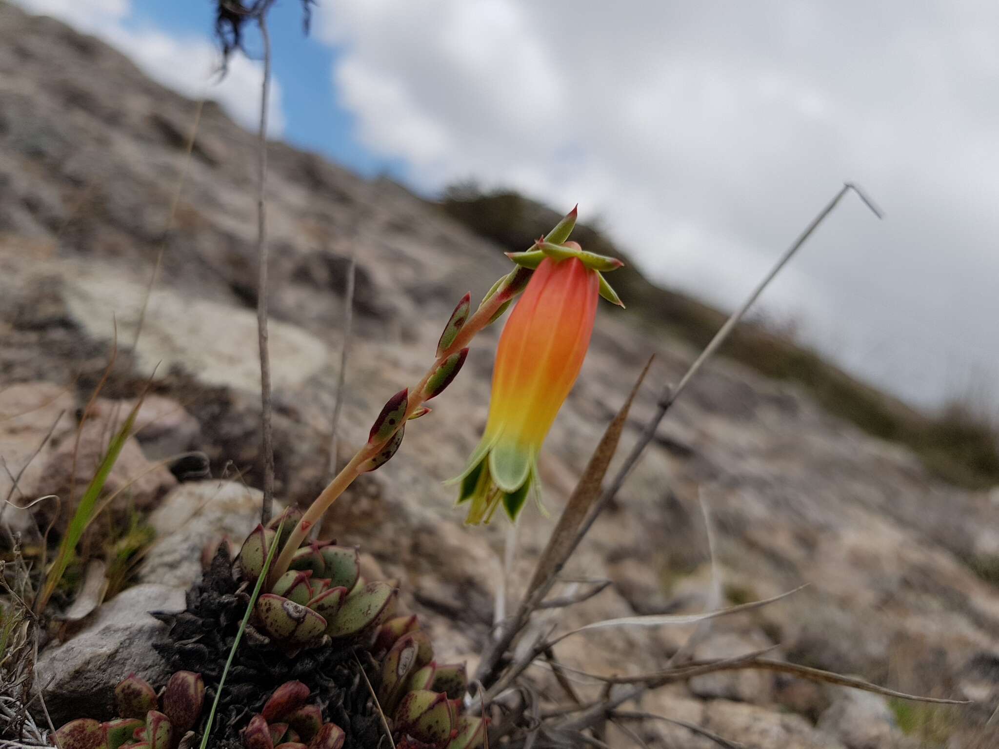 Sivun Echeveria longissima var. aztatlensis J. Meyrán kuva