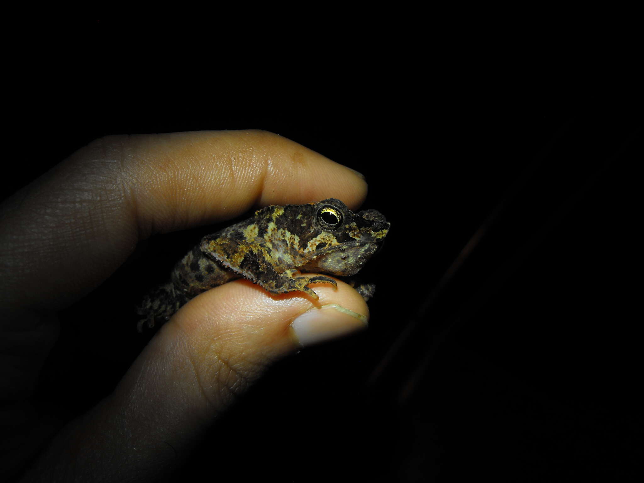 Image of Rhinella margaritifera (Laurenti 1768)