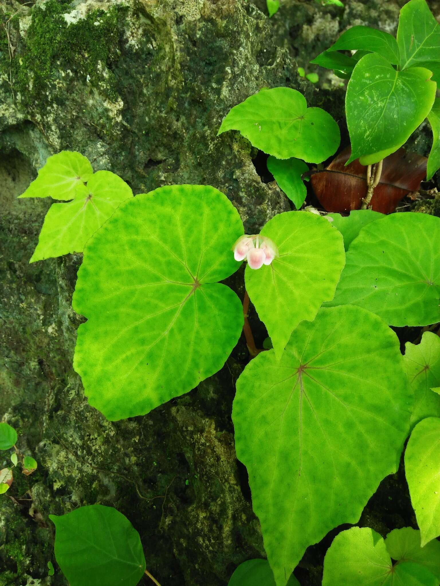 Image of Begonia tenuifolia Dryand.
