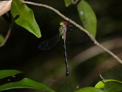 Image of Green-striped Darner