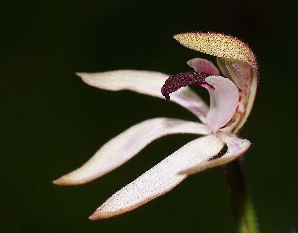 Image of Black-tongue caladenia