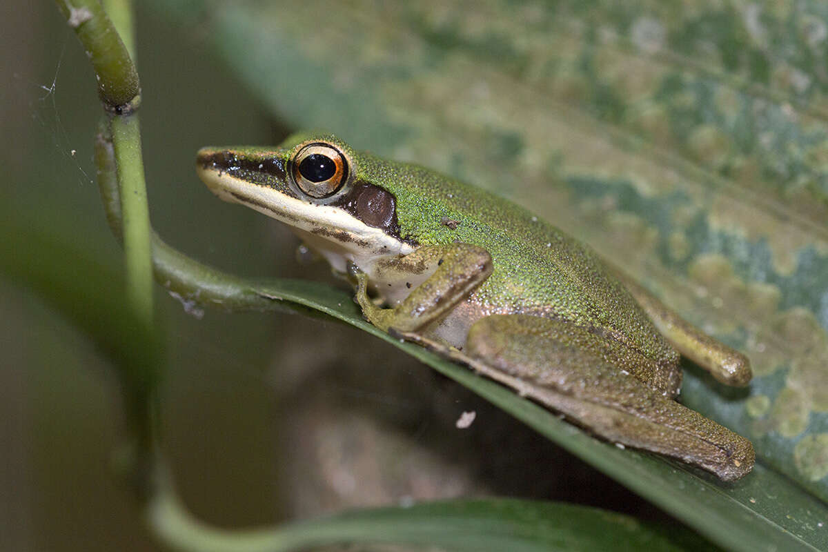 Chalcorana labialis (Boulenger 1887)的圖片