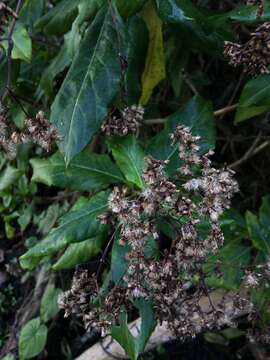 Image of Puerto Rico thoroughwort